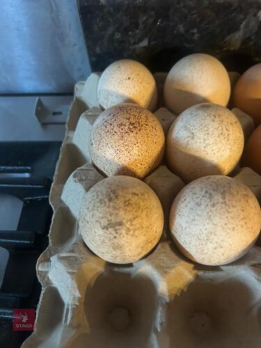 6 SUFFOLK BRONZE TURKEY HATCHING EGGS - BIDS FOR THE GROUP