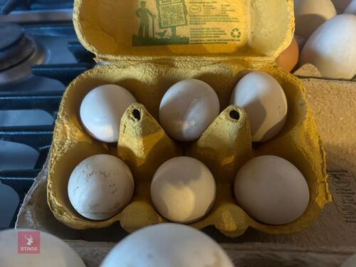 6 BANTAM HATCHING EGGS - BIDS FOR THE GROUP