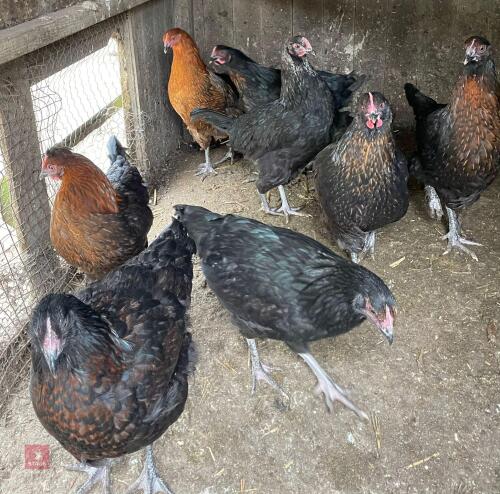 3 COPPER X BLUE MARAN POL PULLETS - BIDS PER LIFE