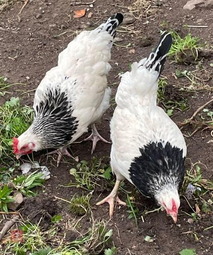 3 LIGHT SUSSEX POL PULLETS - BIDS PER LIFE