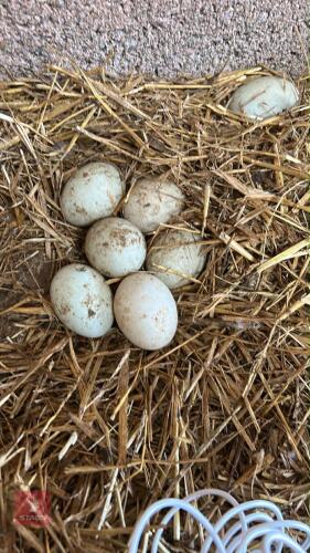 12 INDIAN RUNNER HATCHING EGGS - BIDS FOR THE GROUP