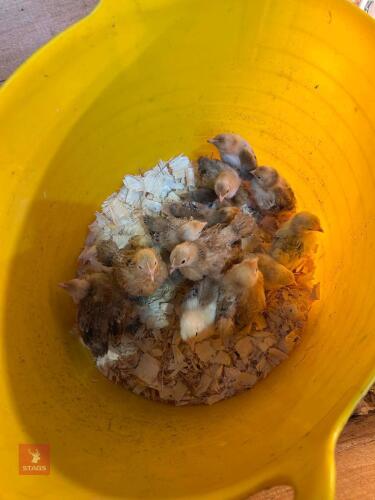 10 X 10WK UNSEXED PEKIN CHICKS - BIDS FOR THE GROUP