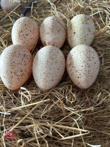 6 TURKEY HATCHING EGGS - BIDS FOR THE GROUP