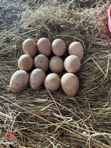 12 GUINEAFOWL HATCHING EGGS - BIDS FOR THE GROUP