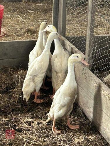5 PURE WHITE RUNNER DUCKS - BIDS PER LIFE