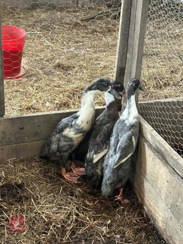 3 BLUE AND WHITE RUNNER DUCKS - BIDS PER LIFE