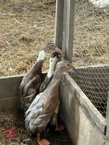3 FAWN AND WHITE RUNNER DUCKS - BIDS PER LIFE