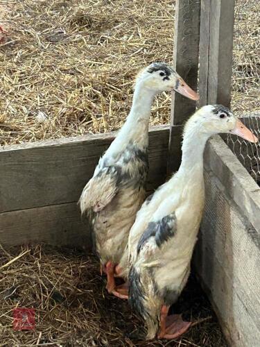 2 BLUE SPLASH RUNNER DUCKS - BIDS PER LIFE