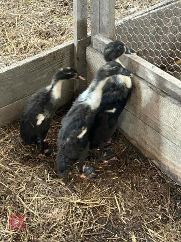 3 BLACK & WHITE RUNNER DUCKS - BIDS PER LIFE