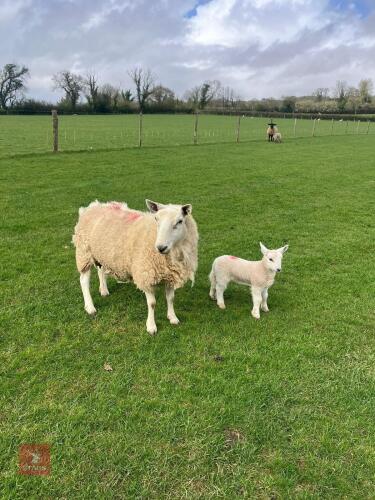 PURE CHEVIOT 6T EWE & BFL X LAMB - BIDS FOR THE GROUP