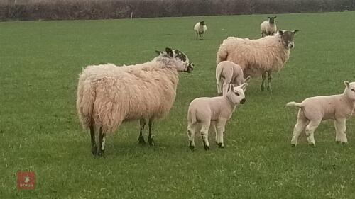 3 MULE EWES & 6 TEXEL X LAMBS - BIDS FOR THE GROUP
