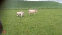 3 MULE EWES & 6 TEXEL X LAMBS - BIDS FOR THE GROUP - 2
