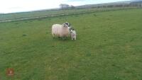 3 MULE EWES & 6 TEXEL X LAMBS - BIDS FOR THE GROUP - 3