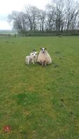 3 MULE EWES & 6 TEXEL X LAMBS - BIDS FOR THE GROUP - 4