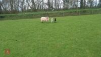 3 MULE EWES & 6 TEXEL X LAMBS - BIDS FOR THE GROUP - 5