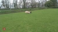 3 MULE EWES & 6 TEXEL X LAMBS - BIDS FOR THE GROUP - 6