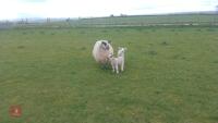 3 MULE EWES & 6 TEXEL X LAMBS - BIDS FOR THE GROUP - 8