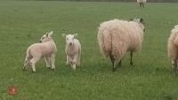 3 MULE EWES & 6 TEXEL X LAMBS - BIDS FOR THE GROUP - 9