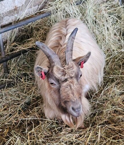 3YO PYGMY NANNY GOAT