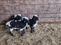 3 VALAIS BLACK NOSE EWE LAMBS - BIDS PER LIFE