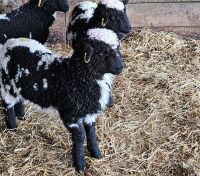 3 VALAIS BLACK NOSE EWE LAMBS - BIDS PER LIFE - 2
