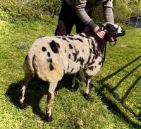 PEDIGREE DUTCH SPOTTED SHEARLING RAM