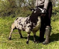 PEDIGREE DUTCH SPOTTED SHEARLING RAM - 2