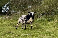 PEDIGREE DUTCH SPOTTED SHEARLING RAM - 3