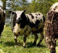 PEDIGREE DUTCH SPOTTED SHEARLING RAM - 4