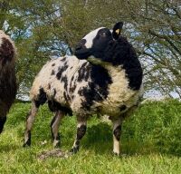 PEDIGREE DUTCH SPOTTED SHEARLING RAM - 5