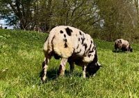 PEDIGREE DUTCH SPOTTED SHEARLING RAM - 6