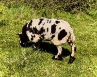 PEDIGREE DUTCH SPOTTED SHEARLING RAM - 7