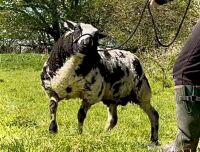 PEDIGREE DUTCH SPOTTED SHEARLING RAM - 8