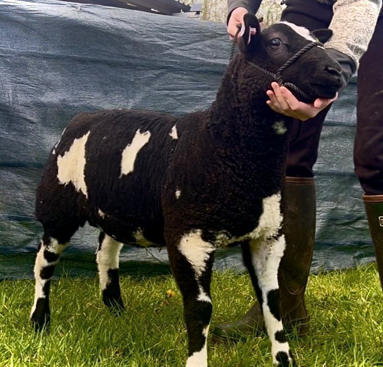 3MO PEDIGREE DUTCH SPOTTED RAM LAMB
