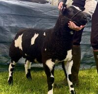 3MO PEDIGREE DUTCH SPOTTED RAM LAMB