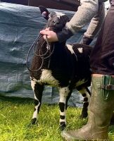 3MO PEDIGREE DUTCH SPOTTED RAM LAMB - 4
