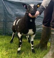 3MO PEDIGREE DUTCH SPOTTED RAM LAMB - 5