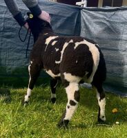 3MO PEDIGREE DUTCH SPOTTED RAM LAMB - 7