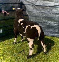 3MO PEDIGREE DUTCH SPOTTED RAM LAMB - 8