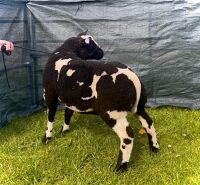 3MO PEDIGREE DUTCH SPOTTED RAM LAMB - 9