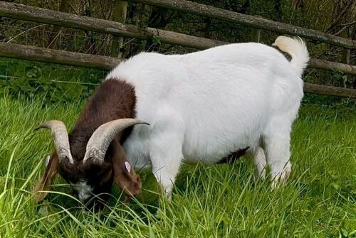 2YO PUREBRED BOER BUCK