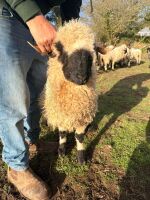 PEDIGREE VALAIS BLACKNOSE EWE HOGG - 3