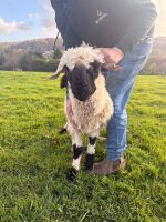 PEDIGREE VALAIS BLACKNOSE RAM LAMB