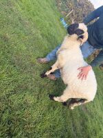 PEDIGREE VALAIS BLACKNOSE RAM LAMB - 2