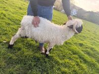 PEDIGREE VALAIS BLACKNOSE RAM LAMB - 3