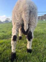 PEDIGREE VALAIS BLACKNOSE RAM LAMB - 4