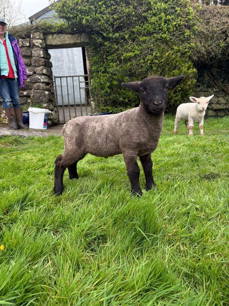 2 WETHER LAMBS - BIDS PER LIFE