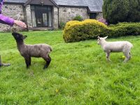 2 WETHER LAMBS - BIDS PER LIFE - 3