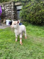 2 WETHER LAMBS - BIDS PER LIFE - 4