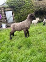2 WETHER LAMBS - BIDS PER LIFE - 5